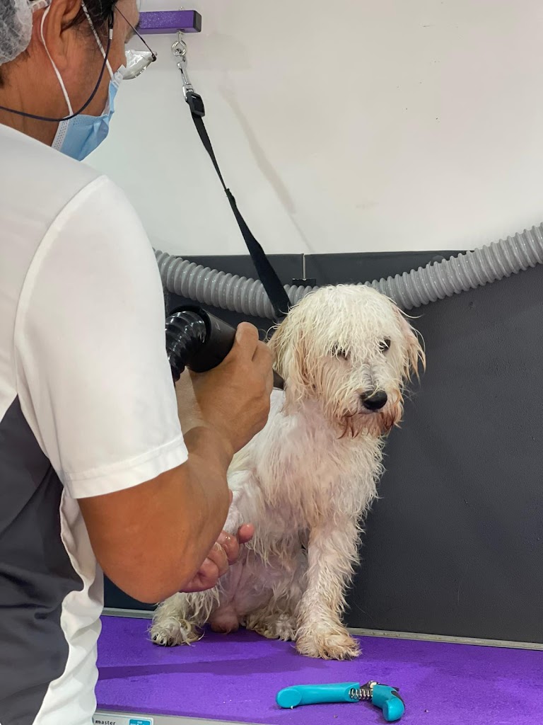 Fresh Paws mobile pets grooming - Salon & Barbershop in Mushaireb, Qatar